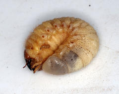 Cyphonistes vallatus