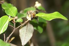 Croton pseudopulchellus
