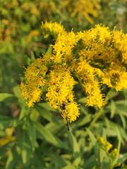 Gasteruption assectator