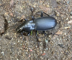 Pterostichus lama