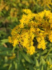 Gasteruption assectator