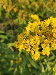 Gasteruption assectator