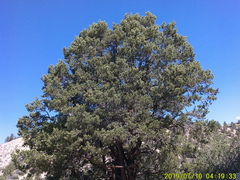 Pinus monophylla