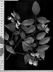 Craibia zimmermannii