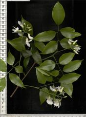 Craibia zimmermannii