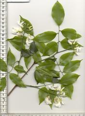 Craibia zimmermannii