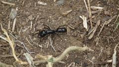 Plectroctena mandibularis