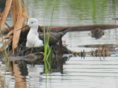 Himantopus himantopus