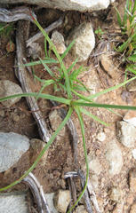 Cyperus usitatus