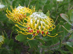 Leucospermum praecox