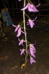 Dendrobium anosmum