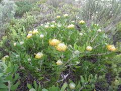 Leucospermum praecox