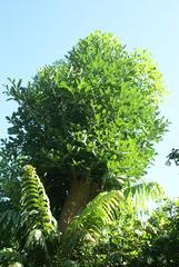 Cussonia sphaerocephala