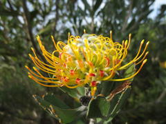 Leucospermum praecox