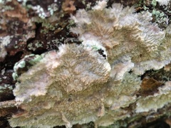 Phlebia centrifuga