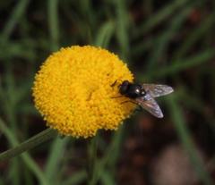 Pentzia