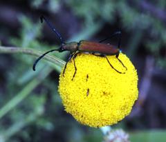 Pentzia