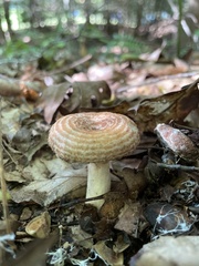 Lactarius romagnesii