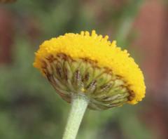 Pentzia