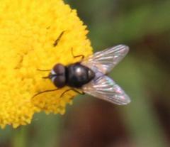 Pentzia