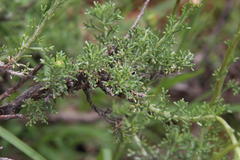 Pentzia