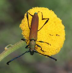 Pentzia