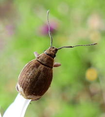 Sciobius