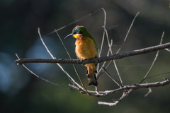 Merops lafresnayii