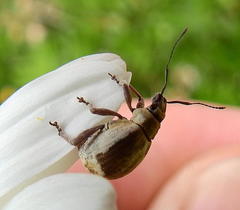 Sciobius