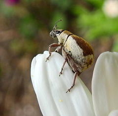 Sciobius