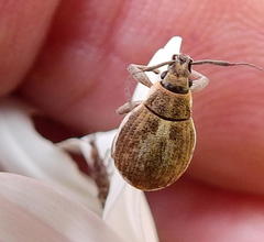 Sciobius