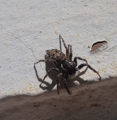 Menemerus semilimbatus