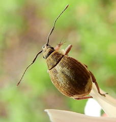 Sciobius