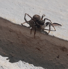 Menemerus semilimbatus