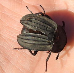 Silpha punctulata