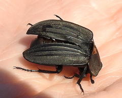 Silpha punctulata