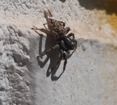 Menemerus semilimbatus