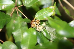 Croton pseudopulchellus