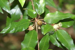 Croton pseudopulchellus