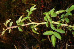 Rosa zalana