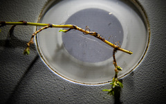 Polygonum aviculare depressum