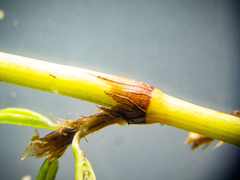 Polygonum aviculare depressum