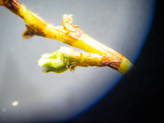 Polygonum aviculare depressum