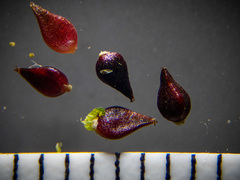 Polygonum aviculare depressum