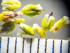 Polygonum aviculare depressum