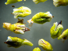 Polygonum aviculare depressum