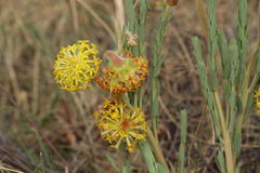 Lasiosiphon kraussianus kraussianus