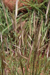 Aristida congesta barbicollis