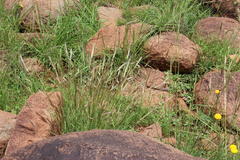 Aristida congesta barbicollis