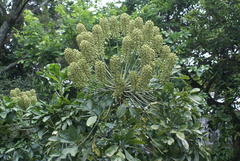 Cussonia nicholsonii